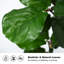 Figuier artificiel 6 pi 6 pi - Grand arbre artificiel, 106 feuilles réalistes, grand arbre figuier en forme de figuier réaliste pour bureau à domicile, salon, coin, porche, décoration intérieure-767214048