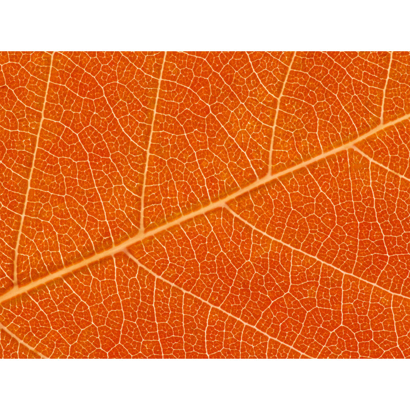 Autumn Leaf Print by Philippe Monthoux, Black Framed Paper, 16" H x 20" W