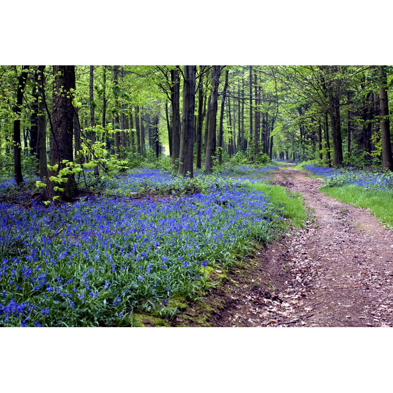 «English Bluebell Wood» par Peteraustin, H 20 po x l 30 po