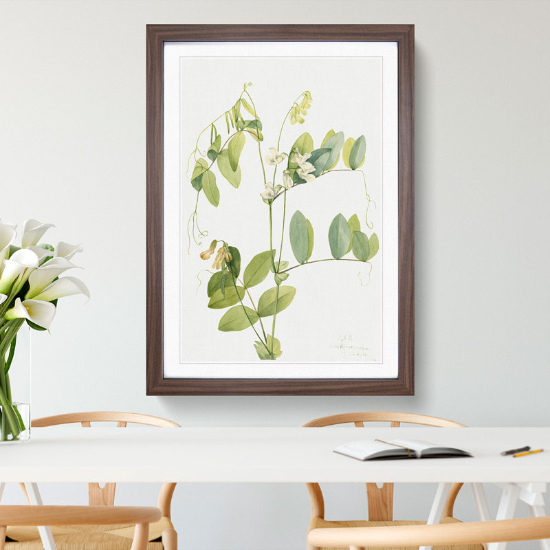 White Pea by Mary Vaux Walcott - Picture Frame Painting, 36cm H x 27cm W x 2cm D, Walnut
