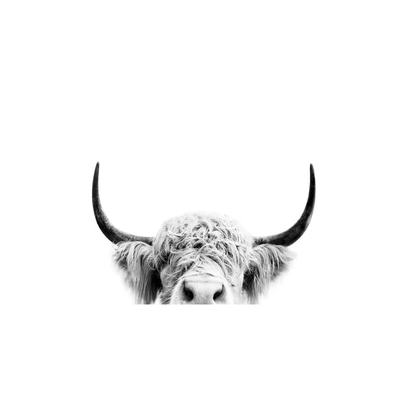 Peeking Cow - Wrapped Canvas Print, Wrapped Canvas, 66.04 cm H x 45.72 cm W x 3.175 cm D