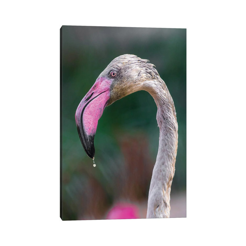 Bird Love by Goran Anastasovski - Wrapped Canvas Print, 66.04 cm H x 45.72 cm W x 1.91 cm D