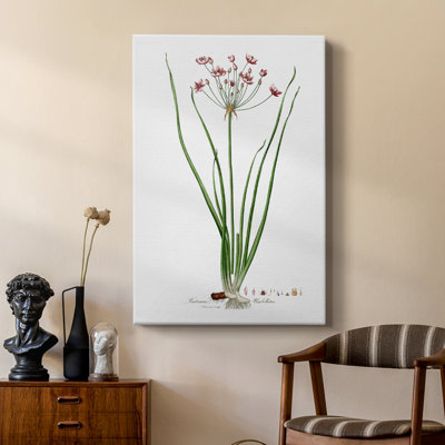 Rose Botanical II - galerie Cavas sur mesure