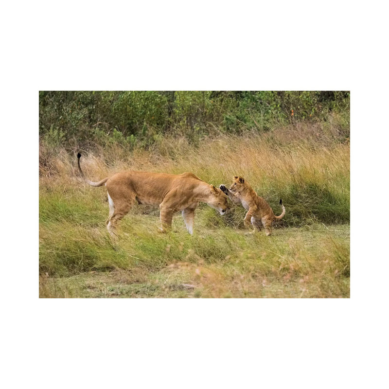 Africa, Kenya, Maasai Mara National Reserve by Jaynes Gallery - Wrapped Canvas Print, 20.32cm H x 30.48cm W x 1.905cm D