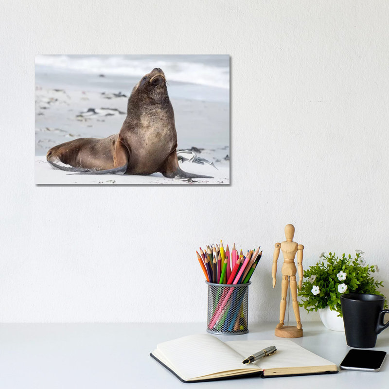 Young South American Sea Lion Bull on Sandy Beach, Falkland Islands. 1 Piece Wrapped Canvas Wall Art, 20.32 cm H x 30.48 cm W