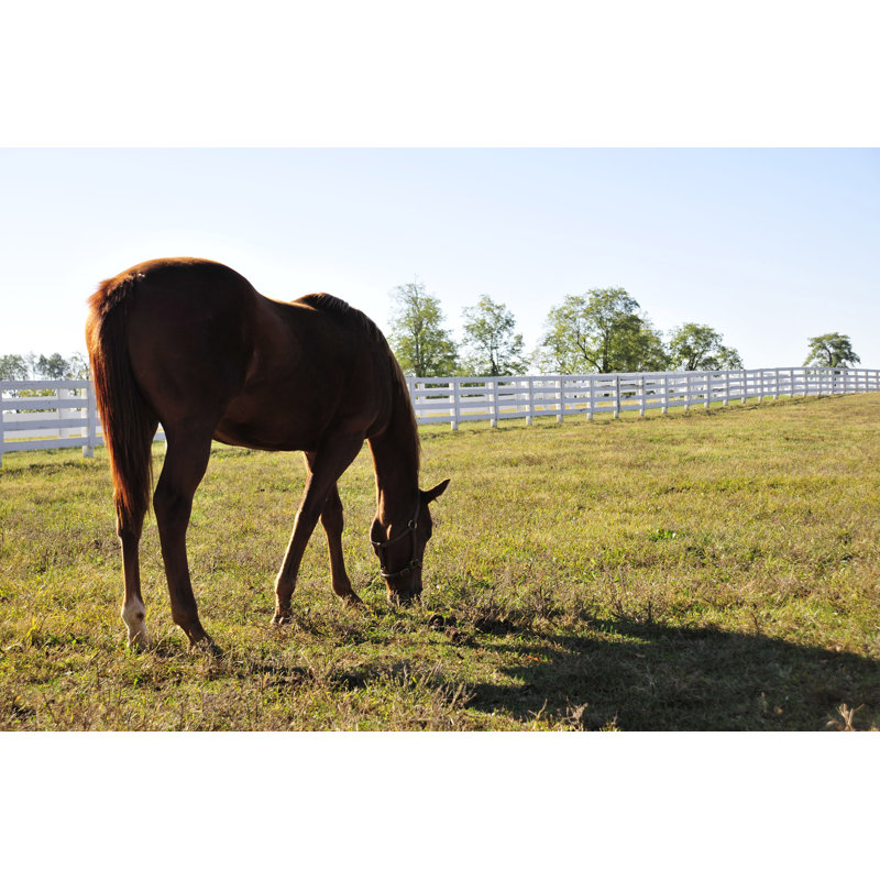 Horse Grazing In Field - Wrapped Canvas Art Prints, 30cm H x 46cm W