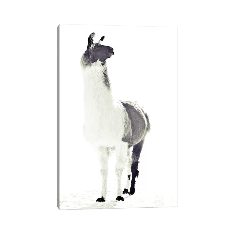Fluffy Llama Monika Strigel Animals by Monika Strigel - Wrapped Canvas Print, 20.32 cm H x 30.48 cm W