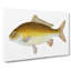Yellow Carp Fish by Edward Donovan - Wrapped Canvas-55319966