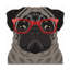 «Fugaby Affiliates 'Pug Porter Hipster Glasses 3», art sur toile-523655118