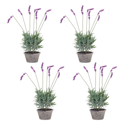 Potted Lavender Plant