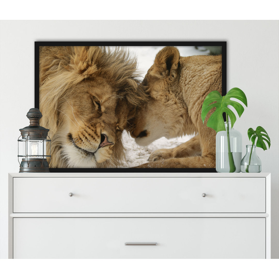 Gerahmtes Foto "Snuggling Lions"