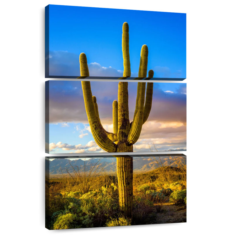 Parc national Harnek Saguaro Est III, H 38 po x l 24 po