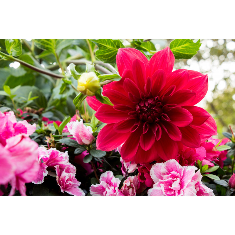 Dahlia by Kazaalong - Wrapped Canvas Print, 30cm H x 46cm W