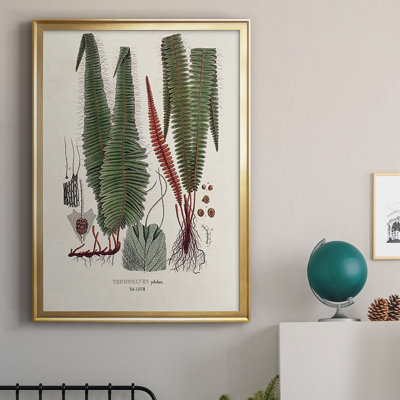 " Botanical Society Ferns IV "