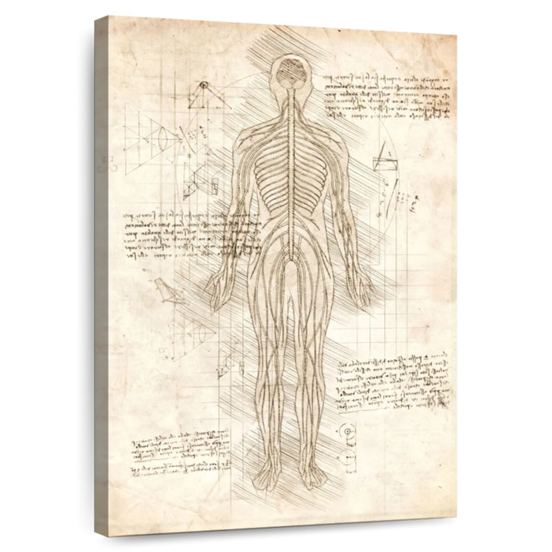 Keiri Human Nervous System, 24" H x 16" W