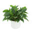 Rohdea Japonica Bush in Round Planter
