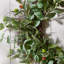 Dried 60cm Wreath