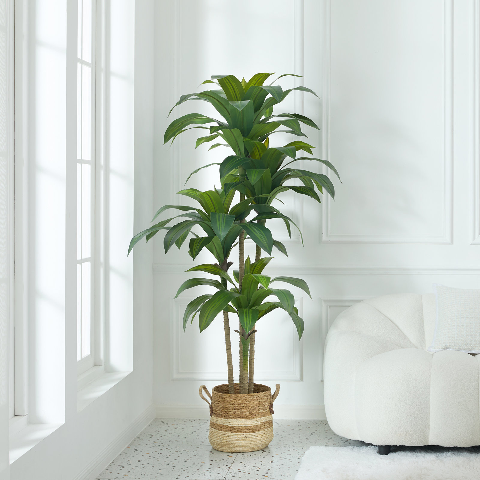 Adcock Dracaena Tree in Pot, Green, 72" H x 24" W x 24" D