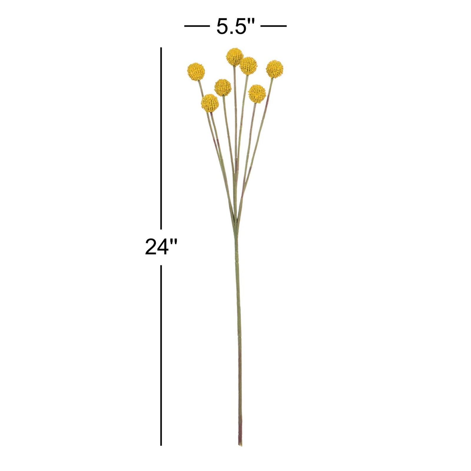 Billy Button Stem, Yellow