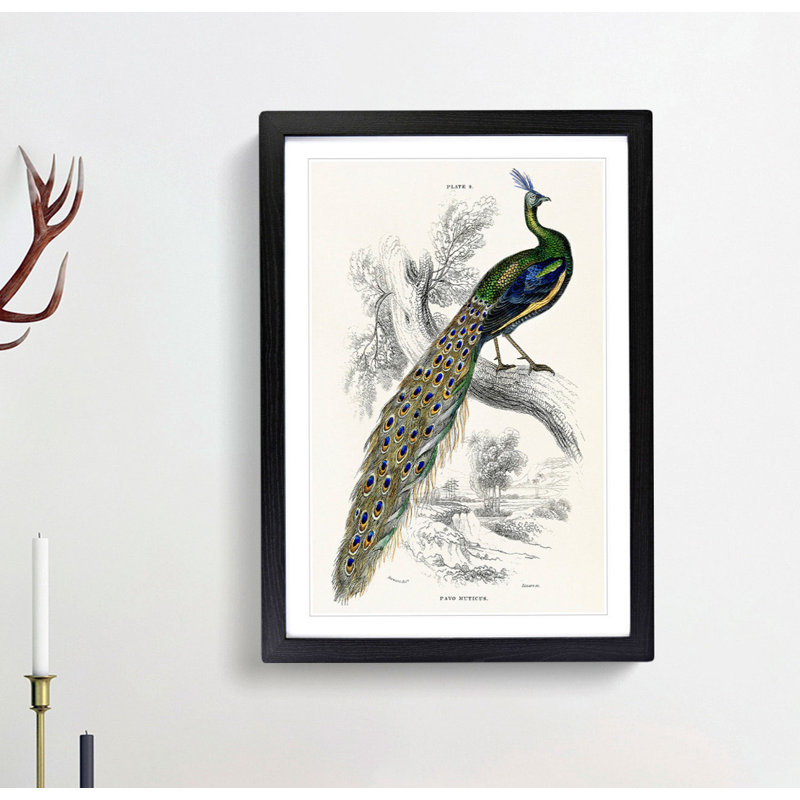 Majestic Peacock by Sir William Jardine - Picture Frame Art Print, 76cm H x 50cm W x 2cm D, Black