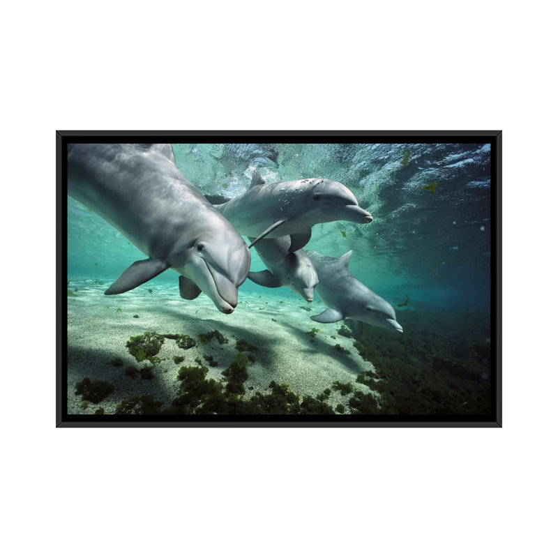 « bottlenose dauphin pod, hawaii », reproduction de photo sur toile, H 18 po x l 26 po x P 1,5 po, Toile avec cadre noir