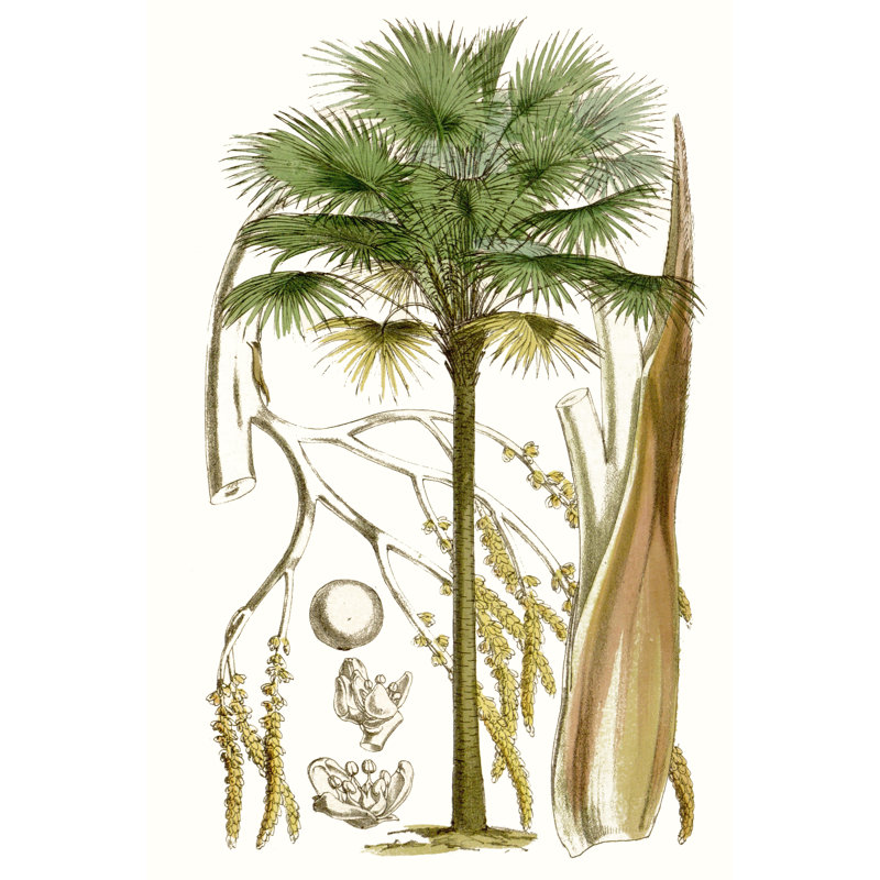 Palms I by Curtis - Wrapped Canvas Painting, 122cm H x 81cm W