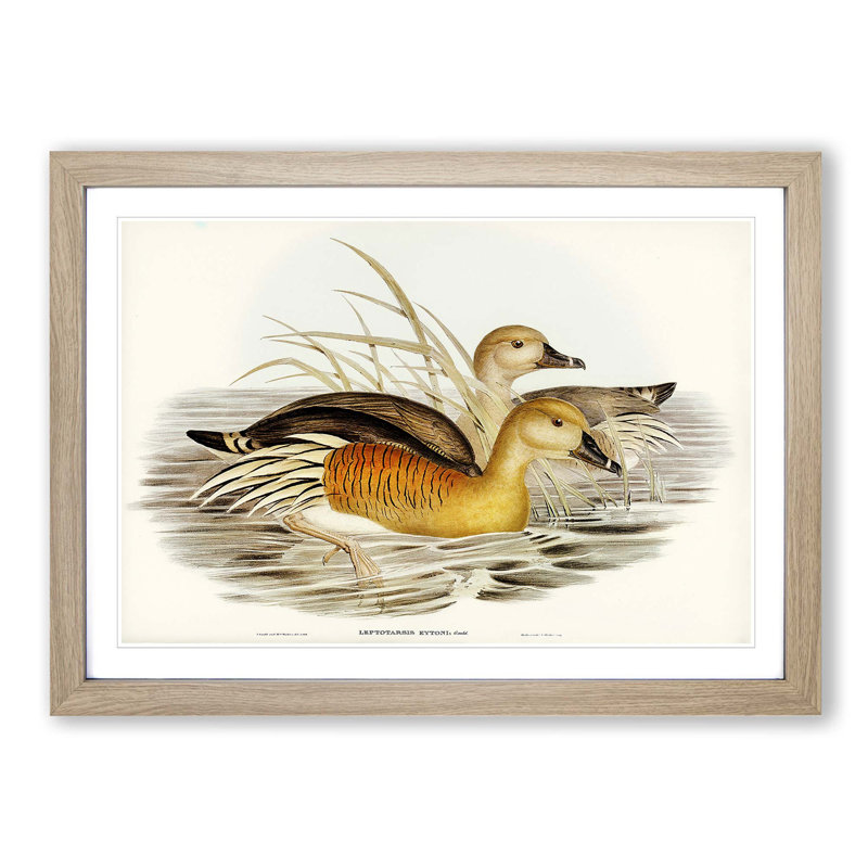 Eyton's Duck by Elizabeth Gould - Picture Frame Painting Print, Oak Framed, 27cm H x 36cm W x 2cm D