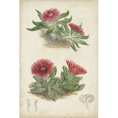 Antique Cactus V - Painting