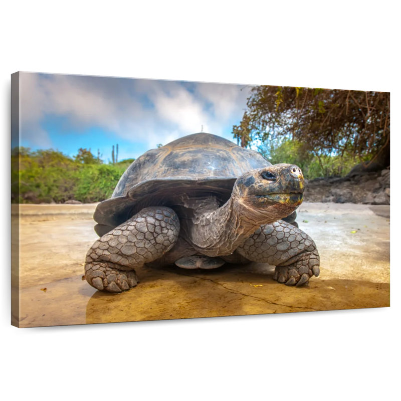 Galapagos Beach Tortoise, 8" H x 12" W
