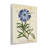 Natural Botany Daisy Wall Plaque, design by Susan Arnot