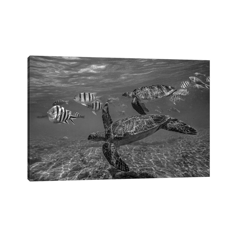 Green Sea Turtle Swimming With A School Of Butterfly Fish, Apo Island, Philippines - Wrapped Canvas Print