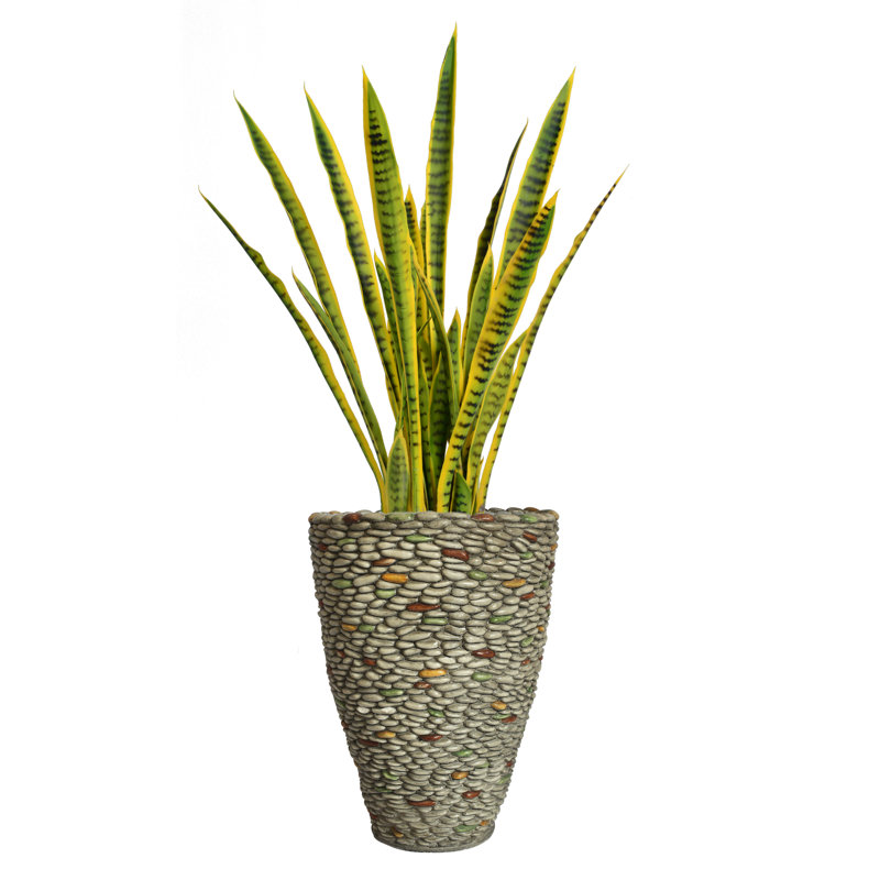 Panama 27,5 "Snake Plant in Pot