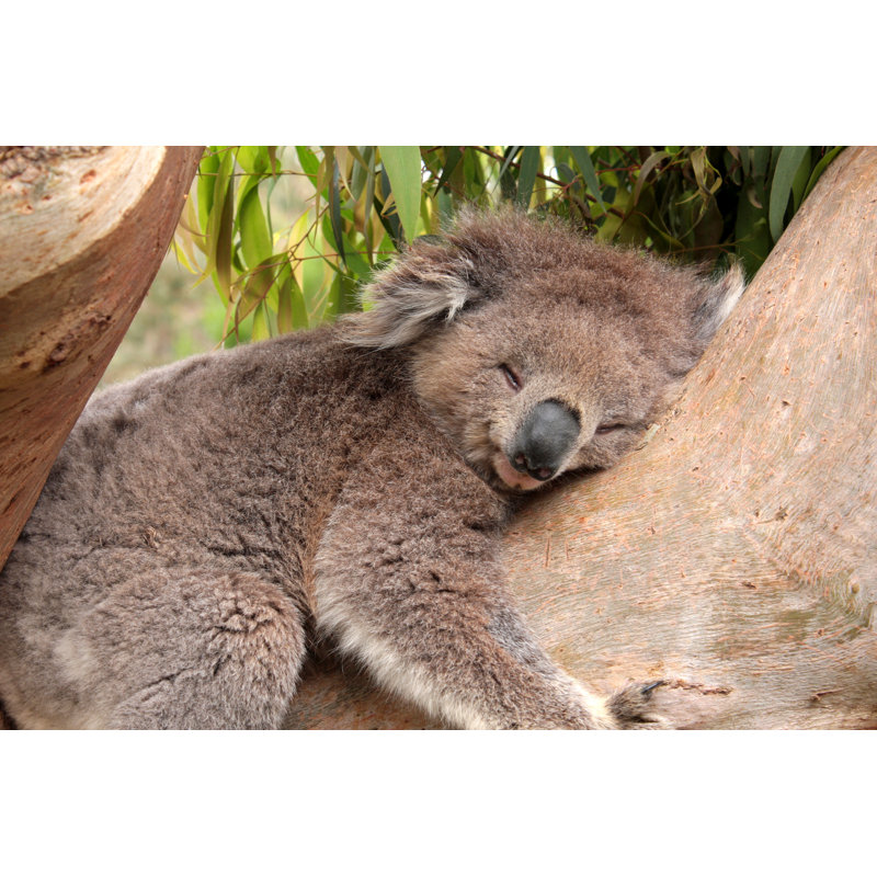 Sleeping Koala Bear by Jx99 - Wrapped Canvas Print, 51cm H x 76cm W