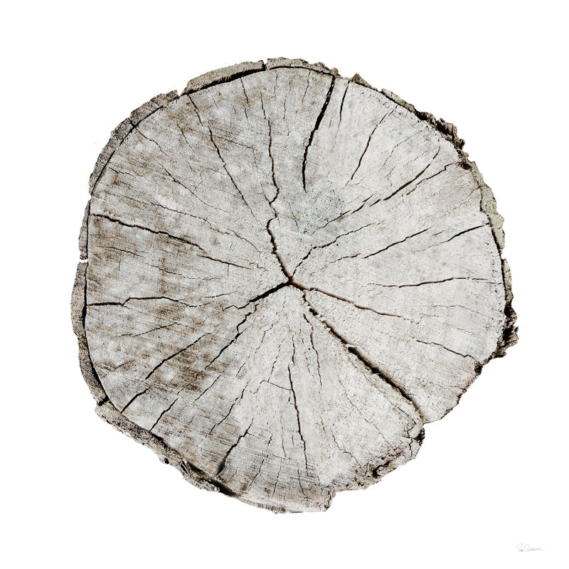 Woodland Years I by Sue Schlabach - Wrapped Canvas Painting, 30cm H x 30cm W x 3.8cm D