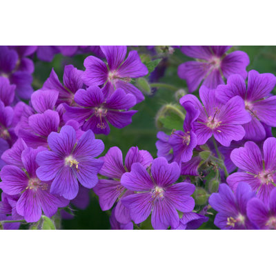 «Tuberous Cranesbill» par - Photographie sur toile tendue