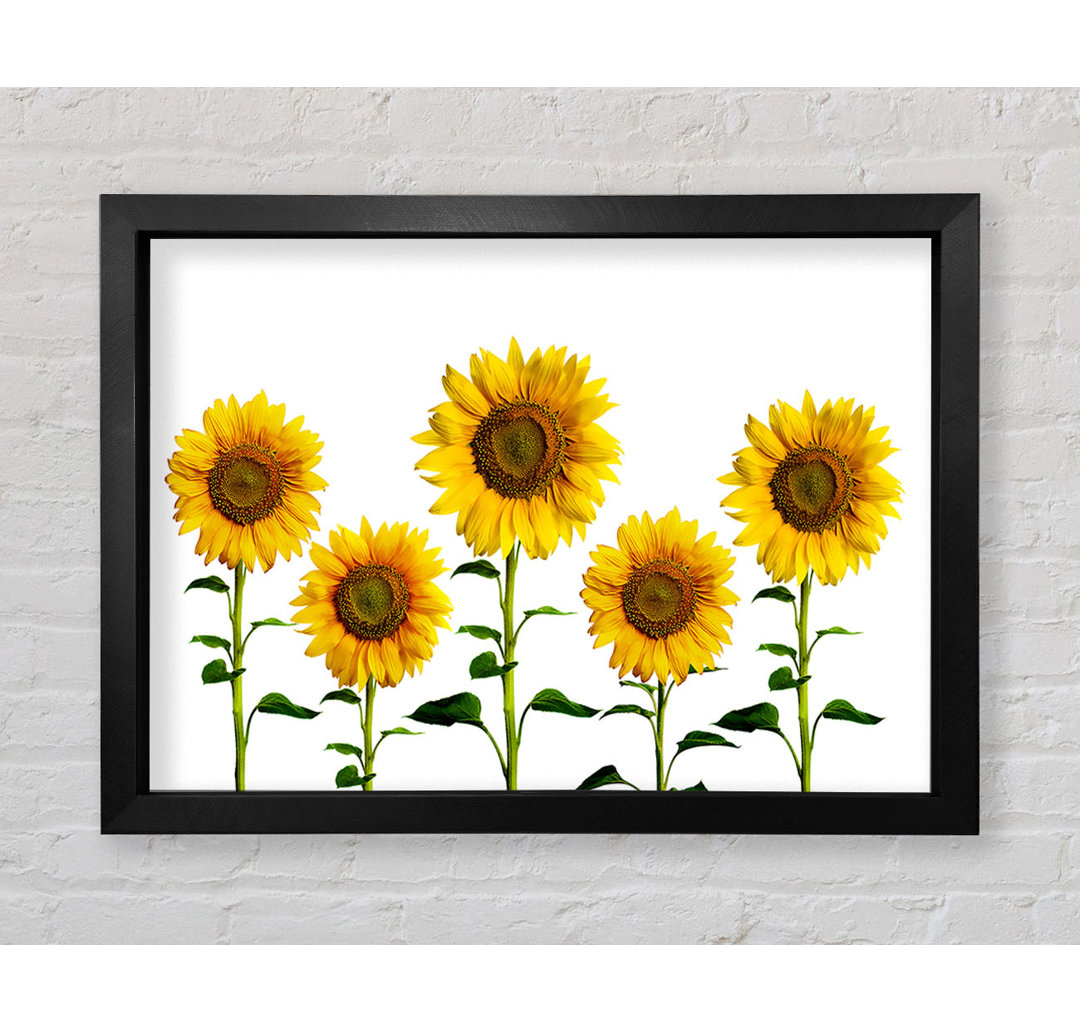 Sunflower Mayhem - Drucken