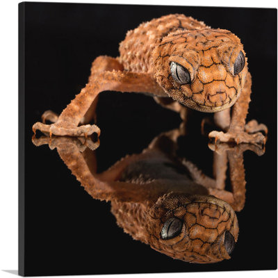 " Gecko Home Decor "