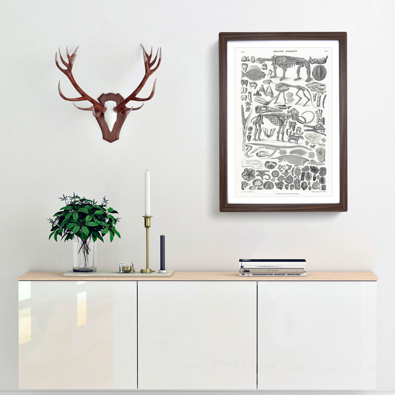 Fossils and Skeletons LXV by Oliver Goldsmith - Picture Frame Drawing Print, Walnut Framed, 48cm H x 36cm W x 2cm D