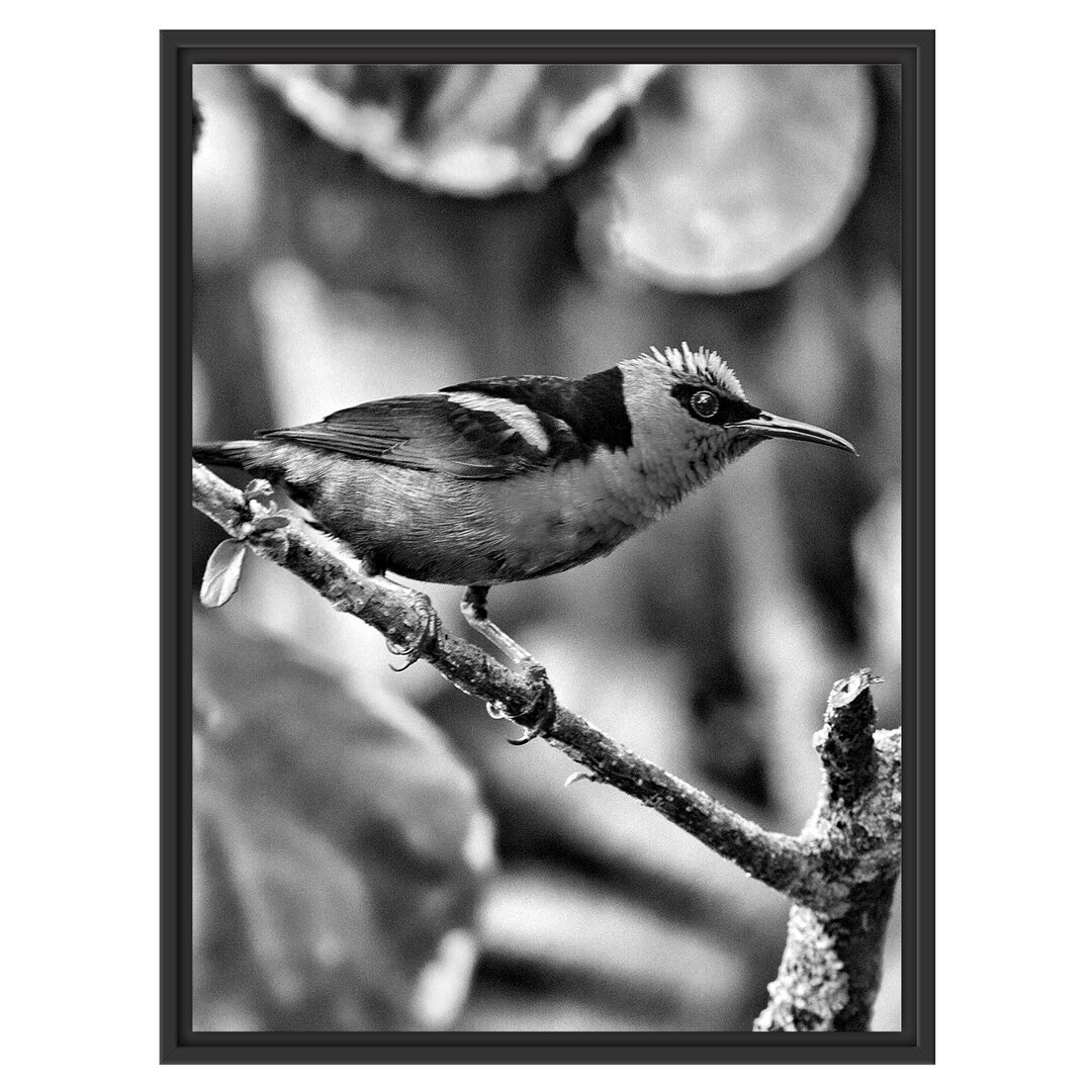 Gerahmtes Wandbild Türkisnaschvogel auf Ast