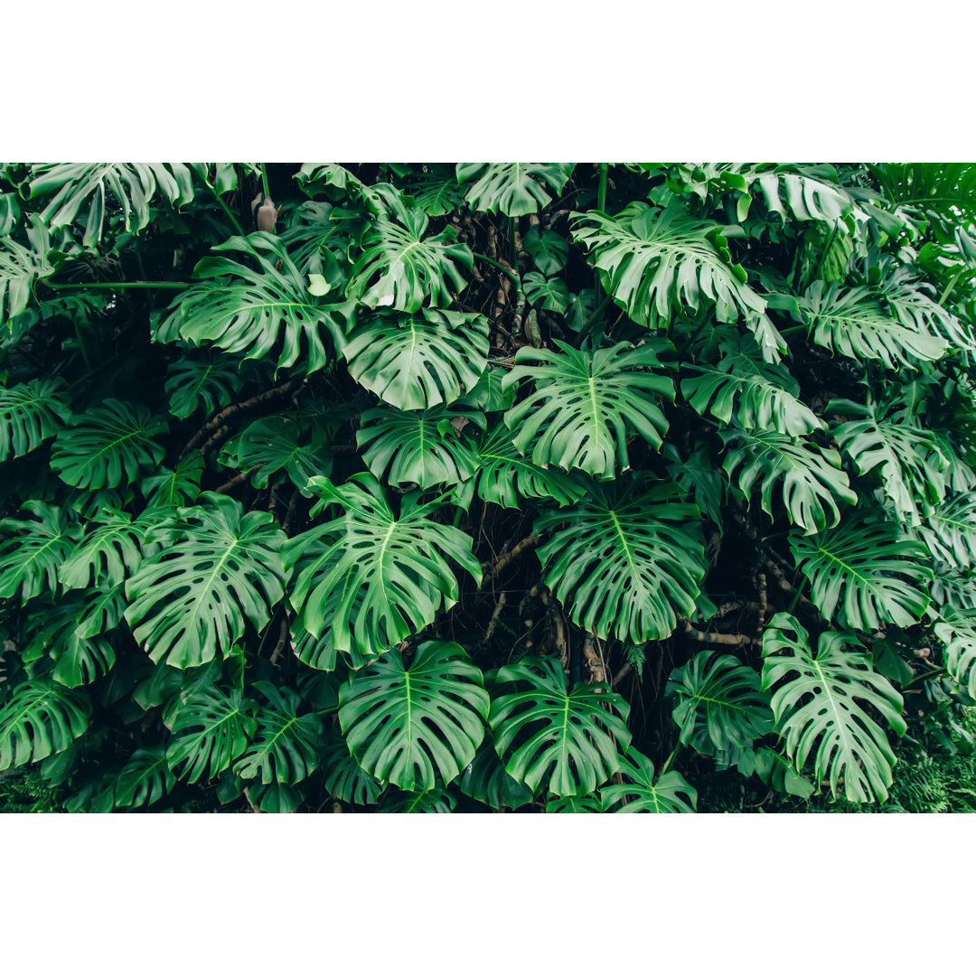 Fotografie auf Leinwand Grünes Blatt von Monstera Philodendron Plant Growing in Greenhouse von Taniawild