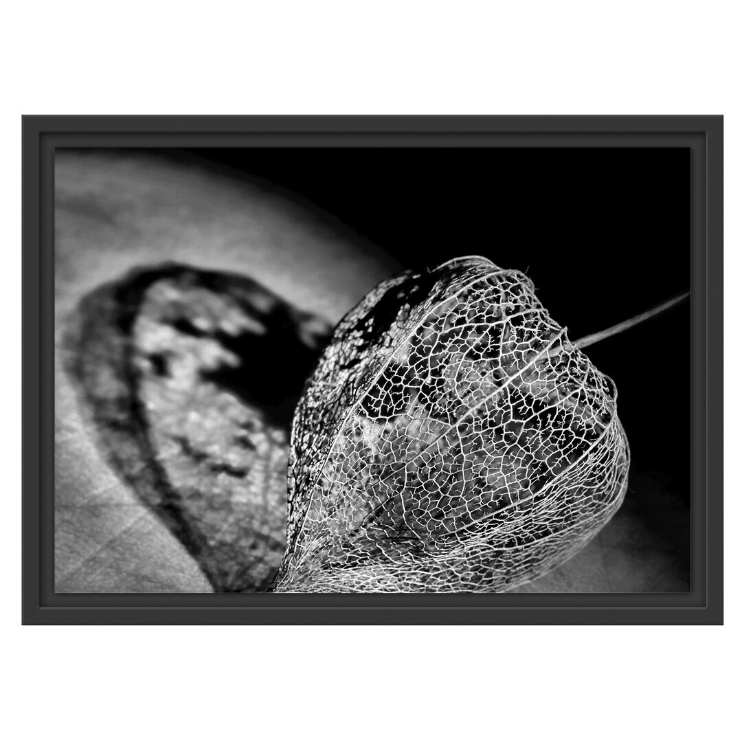 Gerahmtes Wandbild Schatten einer Physalis