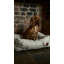 Phillipston Animal Print Polyester Pet Bed-2141238725