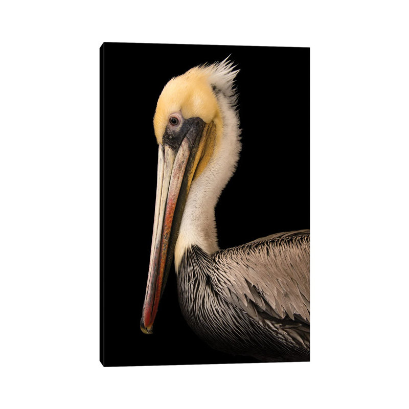 A Brown Pelican At The Santa Barbara Wildlife Care Network 1 Piece Wall Art on Canvas, 30.48 cm H x 45.72 cm W, Canvas