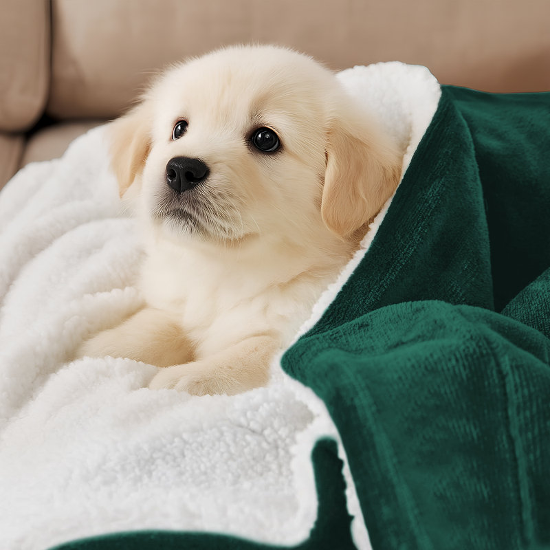Couverture en molleton doux Microplush, Vert, Lit simple