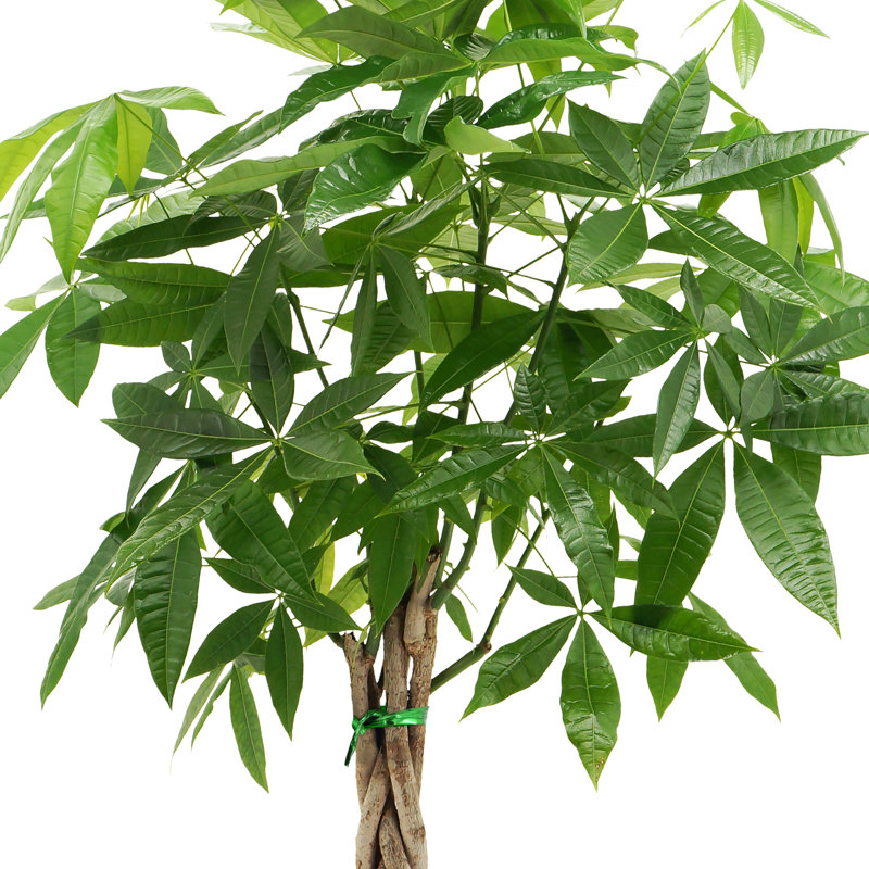 Pachira Aquatica Money Tree in Black Plastic Pot