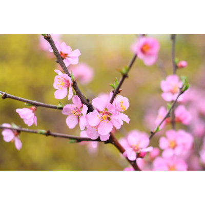 Peach Blossom - Wrapped Canvas Print