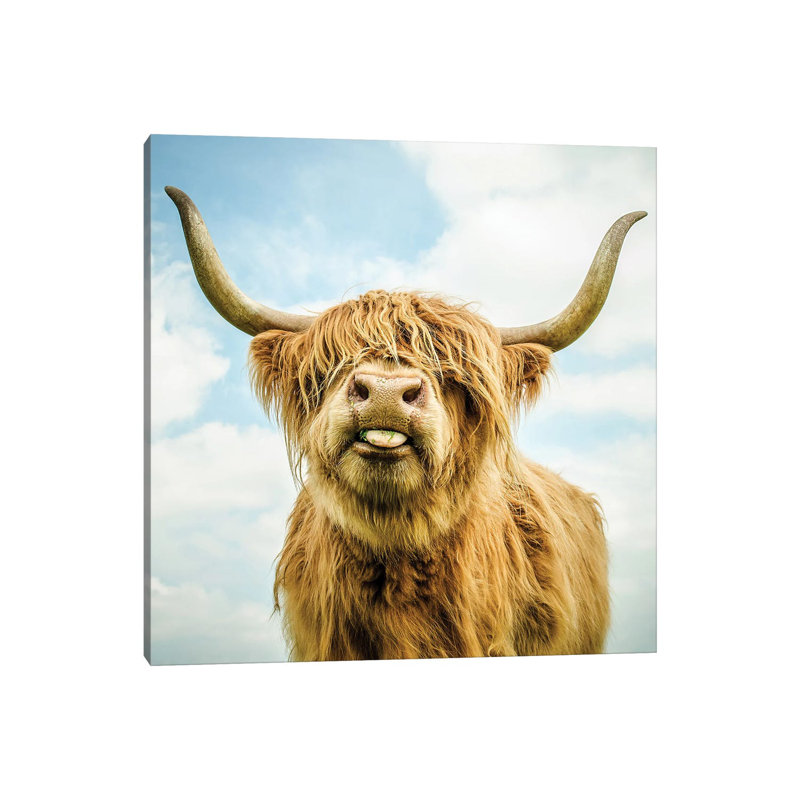 " Highland Cow ", 12'' H x 12'' W x 0.75'' D, Wrapped Canvas