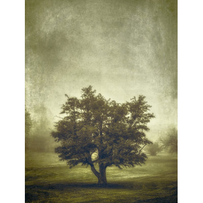 Tree In The Fog 2 Print