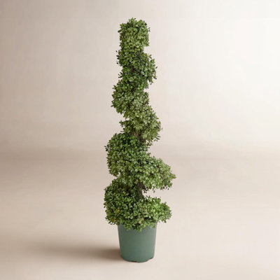 44" Pre-Lit Boxwood Tree in Pot