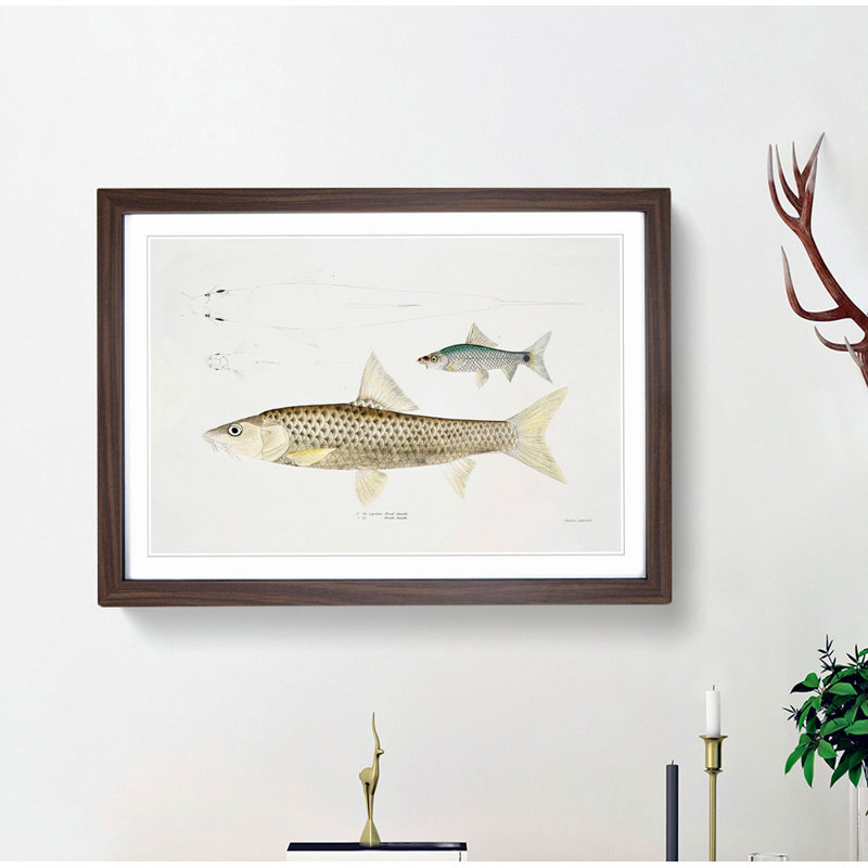 Carp Fish Illustrations by John Edward Gray - Picture Frame Painting Print, 27cm H x 36cm W x 2cm D, Walnut Framed
